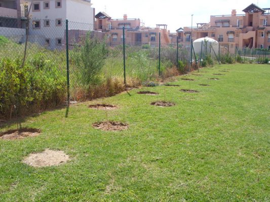 2010 treescreen planted to mask aparthotel