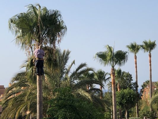 Trimming the palm trees Casares del Sol pm4