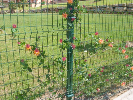2010 climbers planted at Casares del Sol