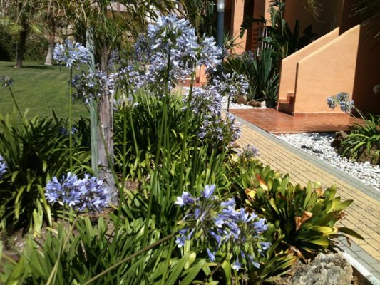 2015 planting in community garden