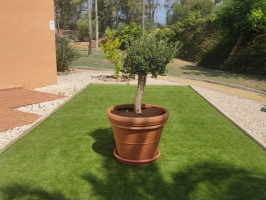 Olive tree in pot in Gardens - Casares del Sol pm4